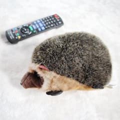 ハリネズミ　ぬいぐるみのサムネイル