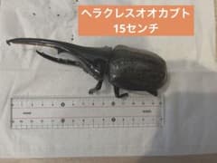 ヘラクレスオオカブト 夏休み 自由研究 標本 カブトムシ 昆虫 - メルカリ
