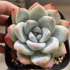 トロムソ　多肉植物のサムネイル