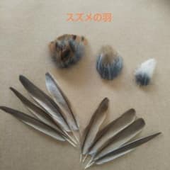 鳥の羽根 スズメの羽 さまざまなサイズと色のサムネイル