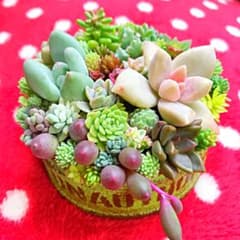 【ゆかりん様☆専用】斑入り多め☆カラフル♡レア入り☆そのまま飾れる 寄せ植えのサムネイル