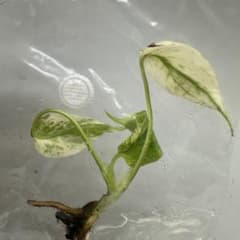 E39デビルモンスターモンステラ Monstera Devil Monsterのサムネイル