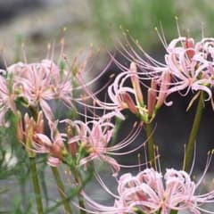 リコリス　球根　9種　54球　彼岸花　レア色 彼岸花 リコリス 球根 10球 レア色 - メルカリ