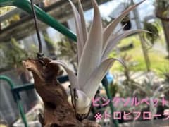 ティランジア　ピンクソルベット　T\