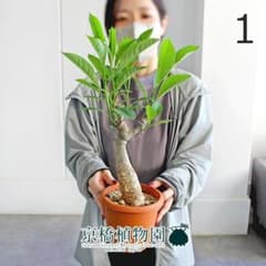 【現品】バオバブ・ディギタータ　4.5号　茶鉢（1） 現品】バオバブ・ディギタータ 4.5号 茶鉢（1） - メルカリ