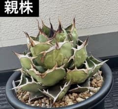 親株出品　アガベ　チタノタ　ボーンスパイン　抜き苗発送 アガベ チタノタ 巨獣 【台湾 dragon agave産/抜き苗/中株】C43 | RAFL