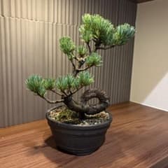 【希少樹形❗️】一点物　五葉松 盆栽 曲幹・輪幹 樹齢感抜群 BONSAI 希少樹形❗️】一点物 五葉松 盆栽 曲幹・輪幹 樹齢感抜群 BONSAI