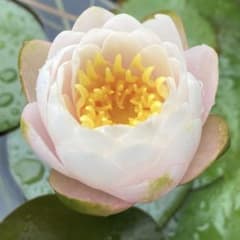 サイアム・サクラ　睡蓮のサムネイル