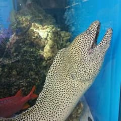 専用のサムネイル