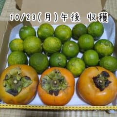 【自然栽培】花柚子 青柚子&柿 約1,280gのサムネイル
