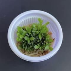ビカクシダ P. willinckii 