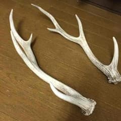 鹿ツノ 二本セットのサムネイル