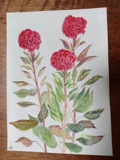 ケイトウ（丸形） 植物画 透明水彩画 原画 絵画 アートのサムネイル