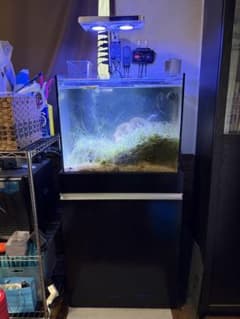 引取限定 水槽セット オーバーフロー 海水魚 アクアリウム オルカT-60 