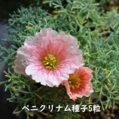 12/19採取 ペニクリナム種子5粒＋ムルチフィダ×ペニクリナム種子4粒