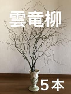 雲竜柳のサムネイル