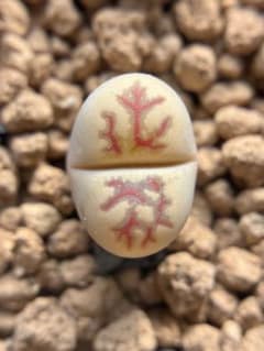 現品 レア 多肉植物 リトープス Zorro ゾロ 1.3cm 抜き苗 - メルカリ