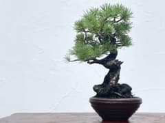 三河盆栽　五葉松　盆栽のサムネイル
