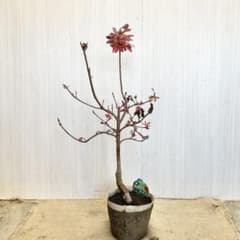 かん椿 の出品した商品 - メルカリ