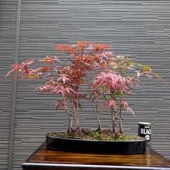 【盆栽】紅葉　樹高30cm 作家鉢6号　真柏 盆栽・真柏 Bonsai Juniper – bonsailife686868