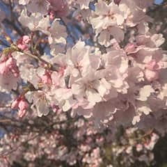 神様はじめました 専用のサムネイル