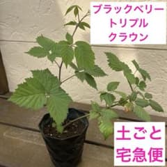 ブラックベリー③トリプルクラウン 取り木苗 - メルカリ