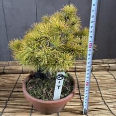 ☆盆栽☆ 赤石五葉松【Y-29】9年物 ☆愛媛県より発送☆ - メルカリ