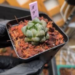 ハオルチア オブツーサ ブラックオブツーサのカキコ付き抜き苗 宛先匿名配送のサムネイル