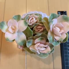 多肉植物 ラブリーローズ錦 - メルカリ