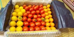 信州蓼科高原産 ミニトマト アイコミックスのサムネイル