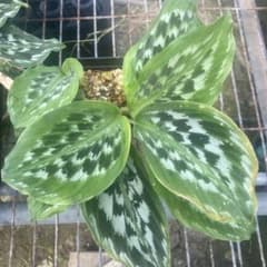 メルカリ便【ケンフェリア・シャザム var.】 m98512804975_1.jpg?1724215376