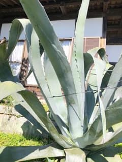 アガベ② 青の竜舌蘭　多肉植物おまけ付きのサムネイル