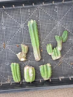 Trichocereus pachanoi off cuts - メルカリ