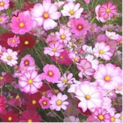 ♡のサムネイル
