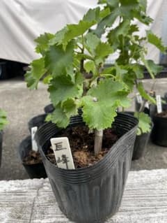 ぶどう銀嶺自根苗2年生 巨峰自根苗2年生セット売りにしましたのサムネイル