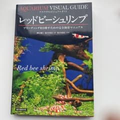 レッドビーシュリンプ = Red bee shrimp : ブリーディングを目…のサムネイル