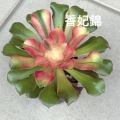 多肉植物 抜き苗 アエオニウム 香妃錦 - メルカリ