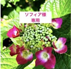 ソフィア様専用 シュナウザー4枚〜3点制作 - メルカリ