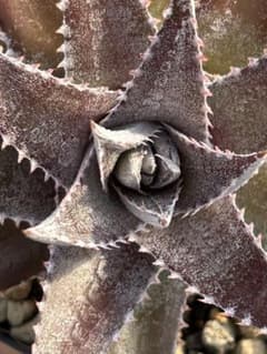 DBディッキア Dyckia Bill Baker hyb #130 ⑴ - メルカリ