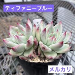 多肉植物　ティファニーブルー　抜き苗のサムネイル