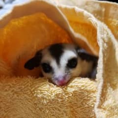 プレーン様専用のサムネイル