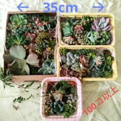 ワケあり！　多肉植物100コ以上のサムネイル