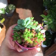 多肉植物ブリキ寄せ植えのサムネイル