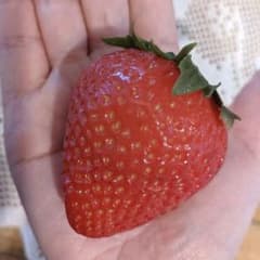 食品サンプル　フェイクフルーツ　果物　苺　いちご　イチゴ　ヘタ付　あまおう　2個のサムネイル