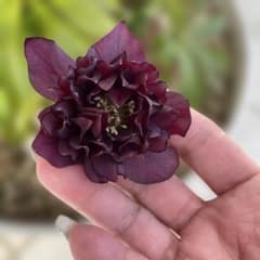 クリスマスローズ レッドクレオパトラ交配【中株】 - メルカリ