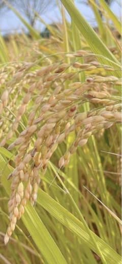 兵庫県淡路島令和7年産お米30kg にこまる　精米後発送 兵庫県淡路島令和7年産お米30kg にこまる 精米後発送 - メルカリ