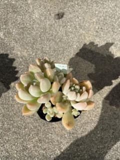 おもち　② つぶつぶ屋さん　札無し 抜き苗のサムネイル