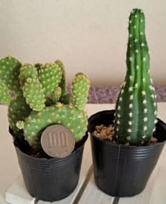 サボテン 種付き♪抜き苗 サボテン2種セット☆抜き苗 - メルカリ