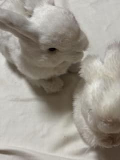 うさぎ ぬいぐるみ 2点セット ホワイトのサムネイル