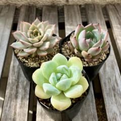 多肉植物　おらいさん　ミックスベリア　セット　7のサムネイル